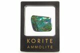Iridescent Ammolite (Fossil Ammonite Shell) - Green & Blues #265150-1